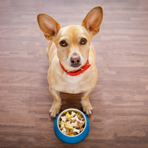 dog with food bowl