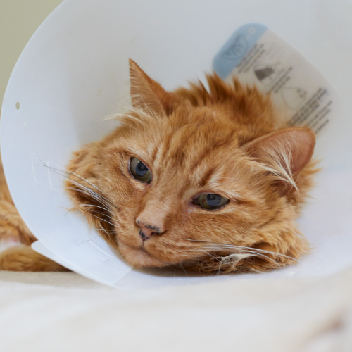 cat with surgical collar