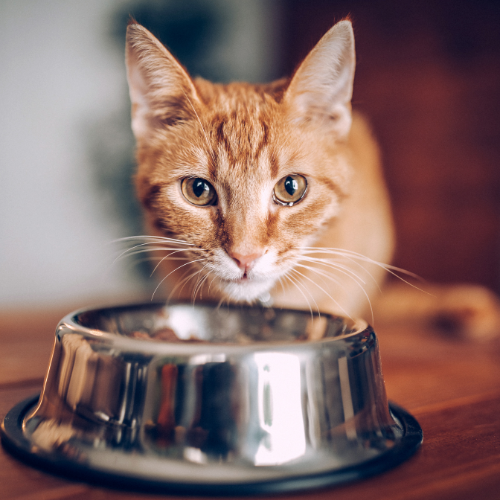 cat eating food from bowl