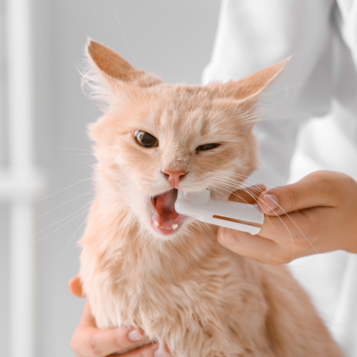 vet cleaning cat teeth by brush