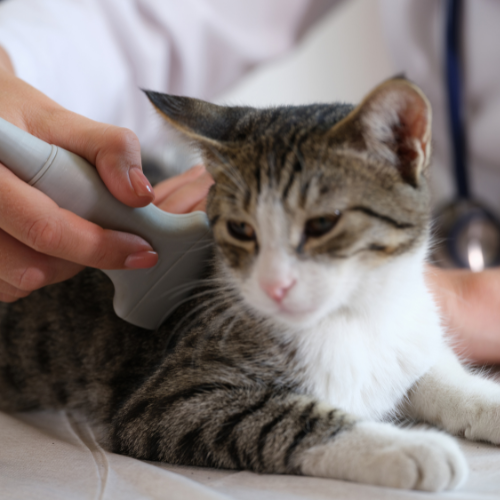 vet doing ultrasound of cat