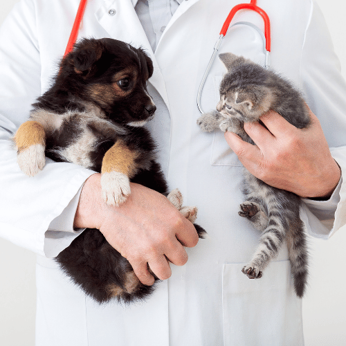 vet hold two puppy in clinic