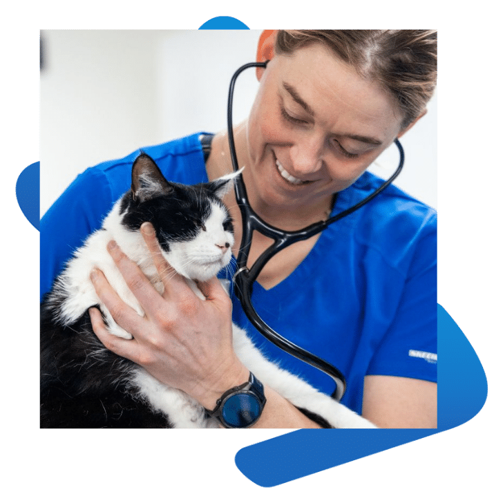 A dog on leash with owner